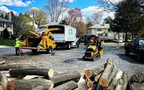 How Our Tree Care Process Works  in  Cocoa, FL