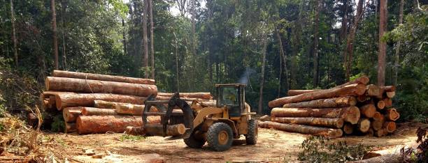 Leaf Removal in Cocoa, FL